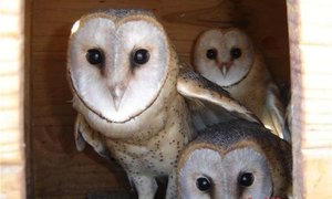 Voelidentifikasiekursus